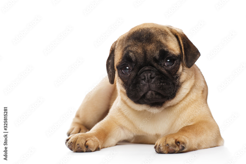 Pug puppy, isolated on a white background