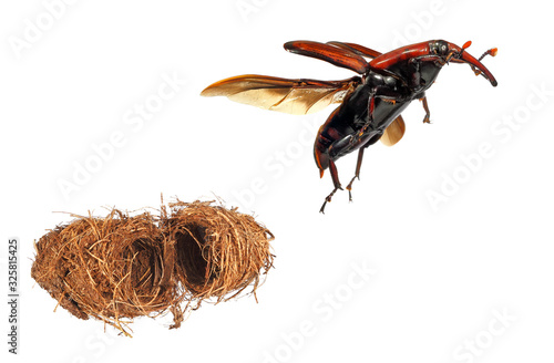 Red palm weevil (Rhynchophorus ferrugineus) is one of the main pest of date palm trees plantations. Flying beetle and cocoon. Isolated on a white background 