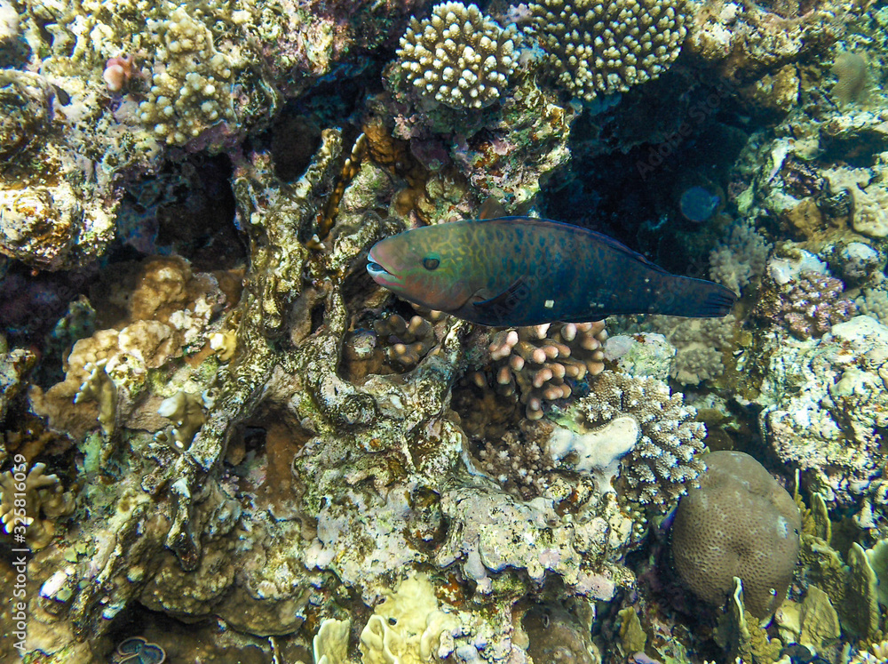 tropical fish tropical fish