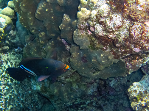 tropical fish in red sea