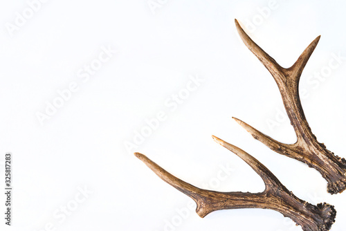 Fotografie, Obraz Deer antlers isolated on white background
