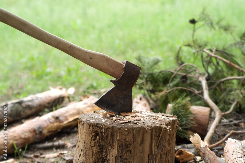 Ax in stump on clearing in pine wood Ax in stump on clearing in pine wood