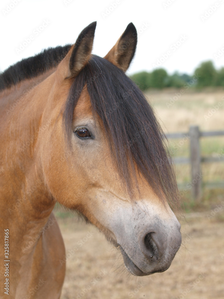 Naklejka premium Beautiful Horse Head Shot