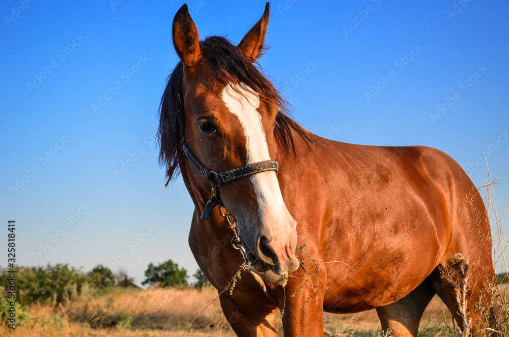 Fototapeta premium horse in the field
