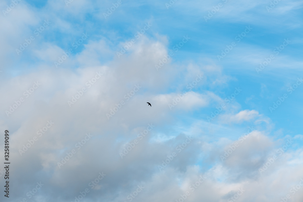 seagull flying in the sky seagull flying in the sky