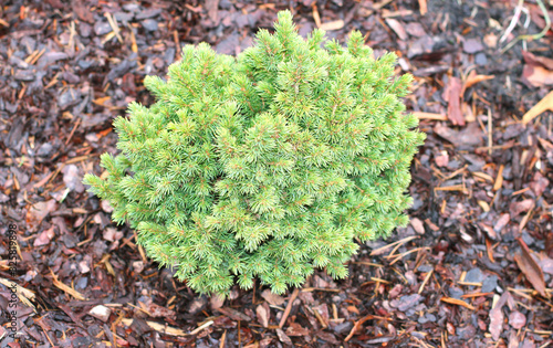 spruce green dwarf, garden forms of small spruce, mulching spruce in the garden with pine bark