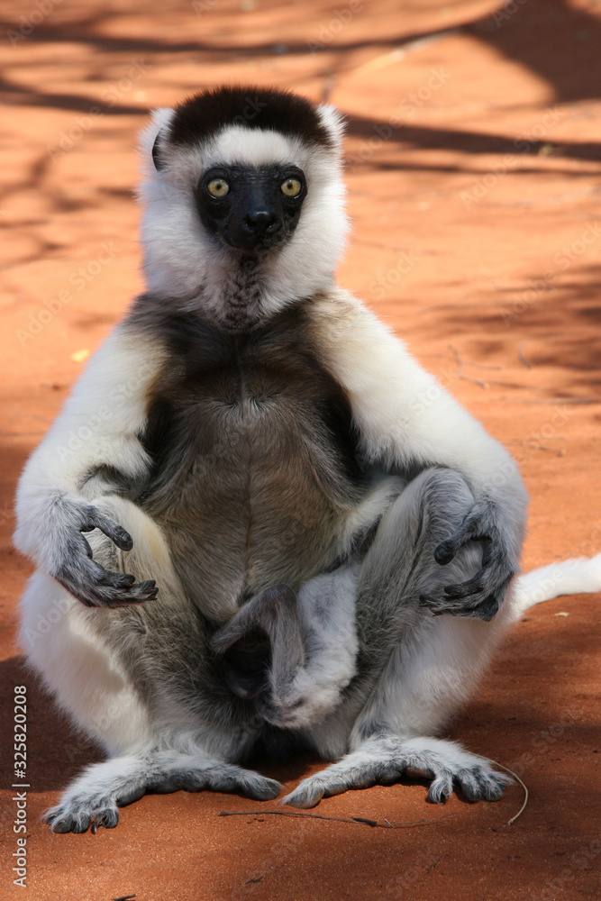 Sifaka in Madagascar and baby