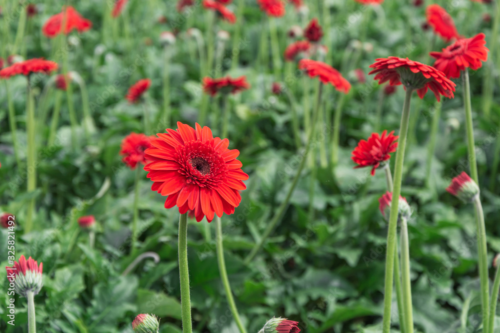 Closeup of beautiful red gerberas in a greenhouse Closeup of beautiful red gerberas in a greenhouse