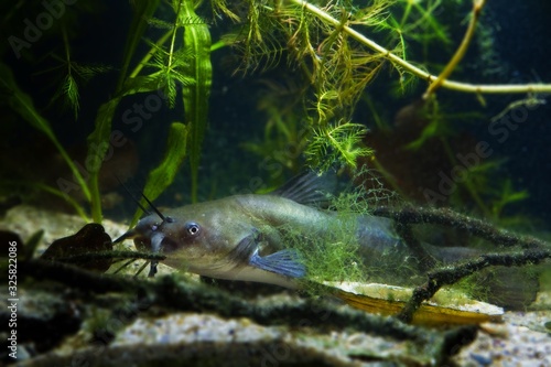 aggressive and deathly predator channel catfish, in European freshwater temperate biotope aquarium, fish hunting on river bottom behind greeen algae, underwater nature exploration concept