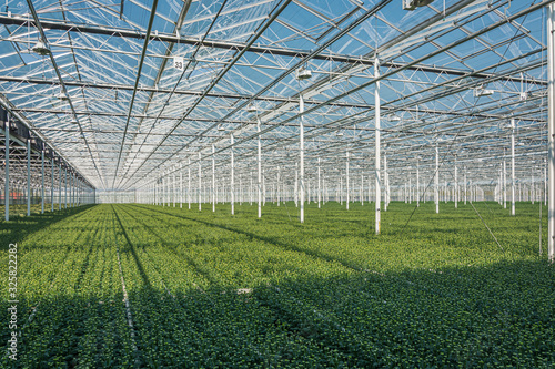 Flowering chrysanthemums and santinis in a large greenhouse