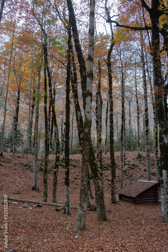 The Small Cabin