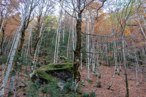 The tallest trees of the autumn forest