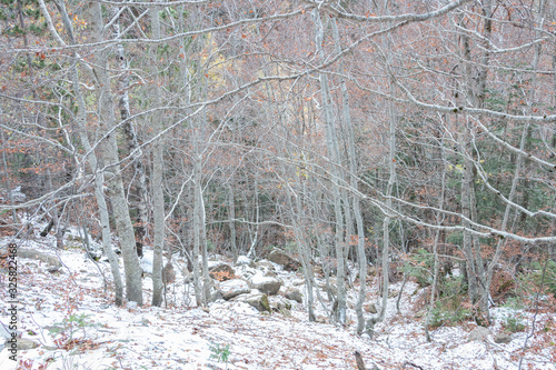 Snowy Forest in Autumn
