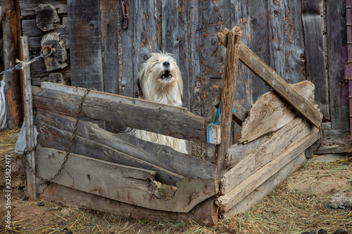 Shepherd dog in Rau Sadului, Romania photo