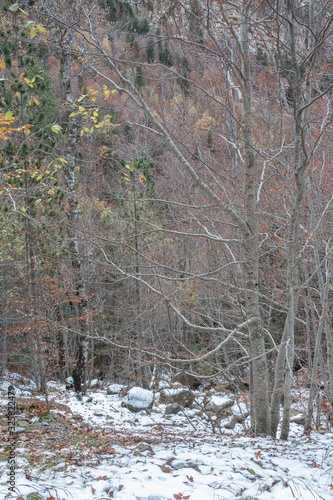 Snowy Forest in Autumn