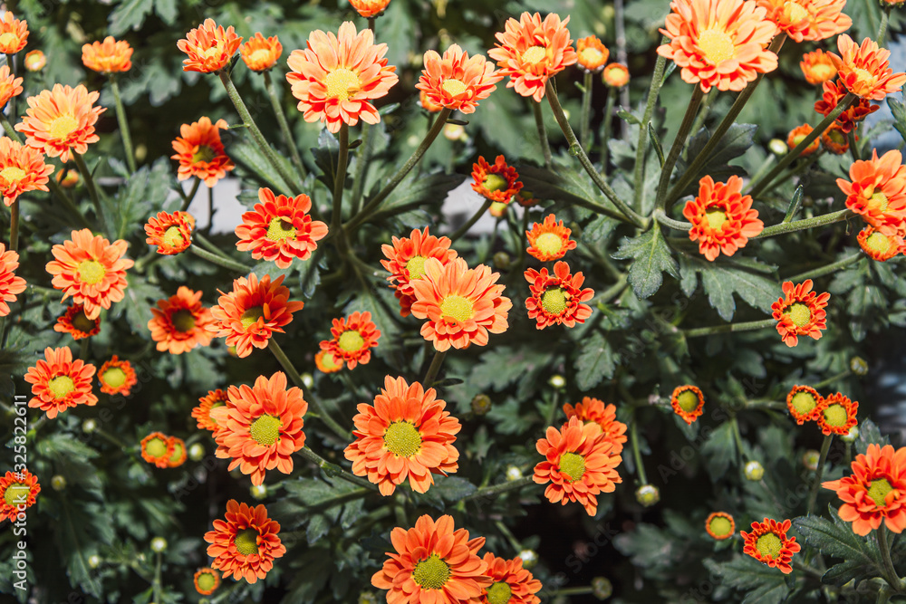 Flowering chrysanthemums and santinis in a large greenhouse