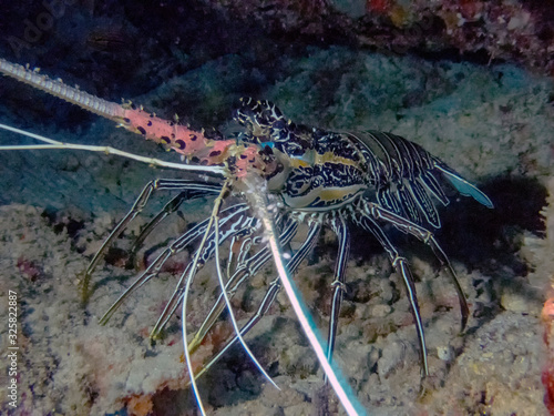Painted Spiny Lobster (Panulirus versicolor)