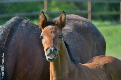 Portrait of a cute bay warmblood filly in flehmen position.