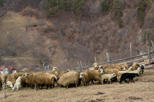 Flock of sheep in the mountains of Romania