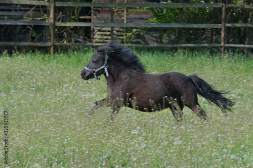 Quadro em tela A cute Shetland pony galloping in the meadow.