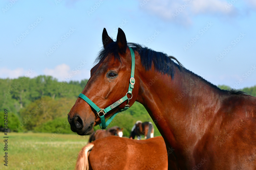 Portrait of a beautiful bay warmblood horse. Portrait of a beautiful bay warmblood horse.