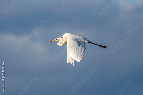 White heron (ardea alba) flying at dawn in the Natural Park of the Marshes of Ampurdán. photo