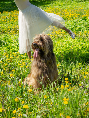 A red hair girl and her pet briard are playing and doing exercises on the green grass in spring.