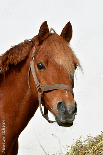 Portrait of a pretty chestnut pony.