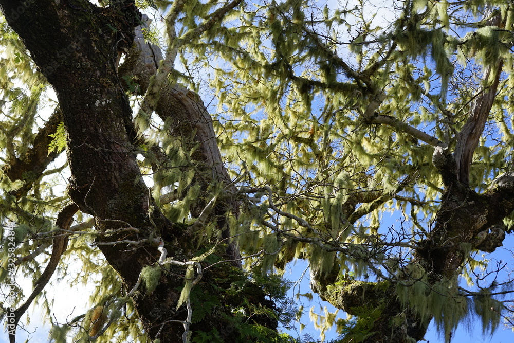 Bewachsener Baum im Lorbeerwald von Madeira Bewachsener Baum im Lorbeerwald von Madeira
