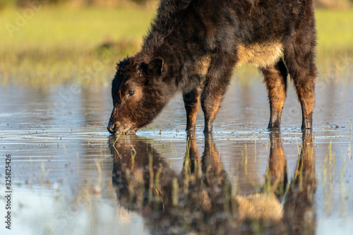 Calf grazing in the Marshes of the Ampurdan. photo