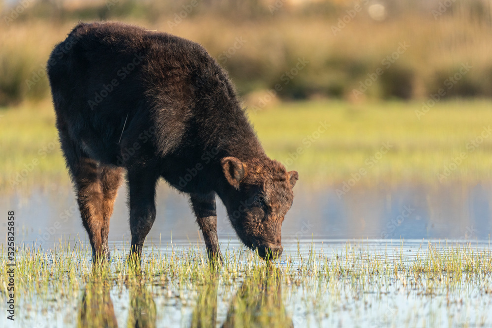 Calf grazing in the Marshes of the Ampurdan. Calf grazing in the Marshes of the Ampurdan.