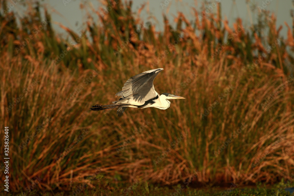 White-necked heron in flight over the lagoon White-necked heron in flight over the lagoon