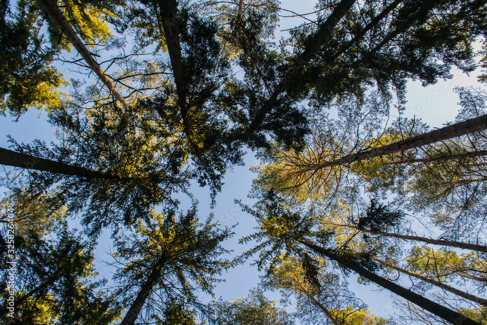 Obraz premium treetops against the sky