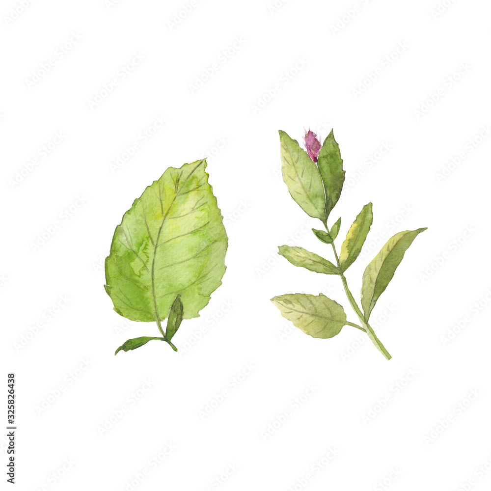 Fototapeta premium Hand drawing watercolor of a pink bud and leaves. Use for menus, invitations, menus, weddings
