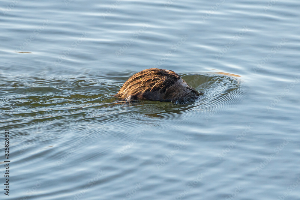 Fototapeta premium Water rat (arvicola sapidus) getting into the water in the Natural Park of the Marshes of Ampurdán.