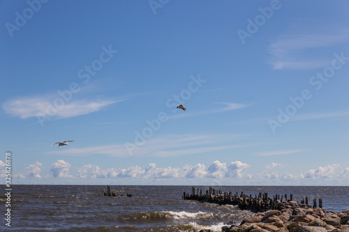 seagulls on the beach