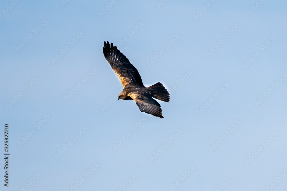 Obraz premium Booted Eagle (hieraaetus pennatus) in the Marshes of the Ampurdan.