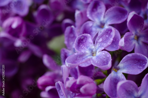 Beautiful purple lilac flowers. Macro photo of lilac spring flowers. © Hanna Aibetova