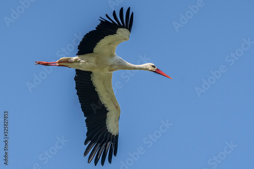 Stork (ciconia ciconia) flying in the Natural Park of the Marshes of Ampurdán. photo