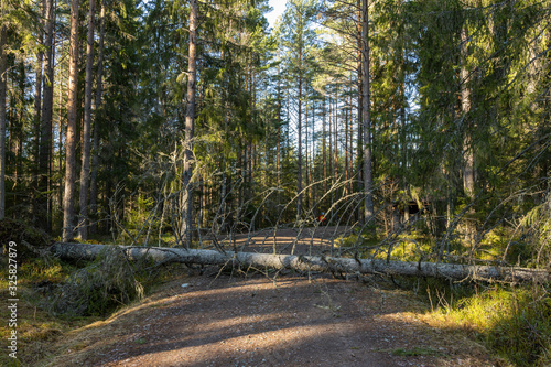 A tree blocks the road in the forest, stormfällning.