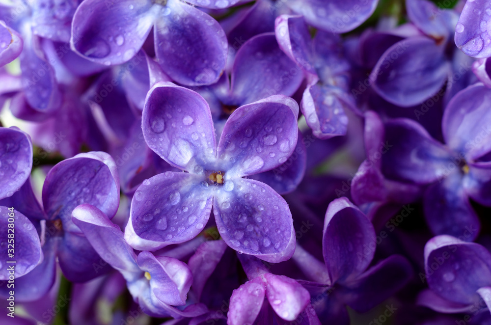 Beautiful purple lilac flowers. Macro photo of lilac spring flowers. Beautiful purple lilac flowers. Macro photo of lilac spring flowers.