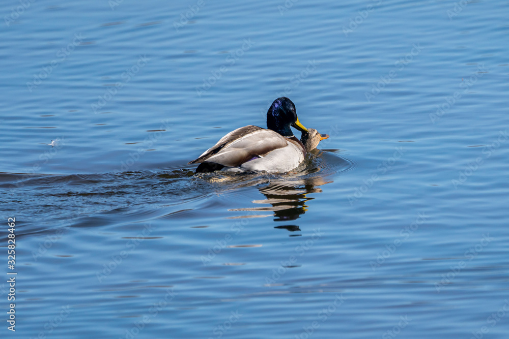 Obraz premium Couple of mallard (Anas platyrhynchos) copulating in the Natural Park of the Marshes of Ampurdán.