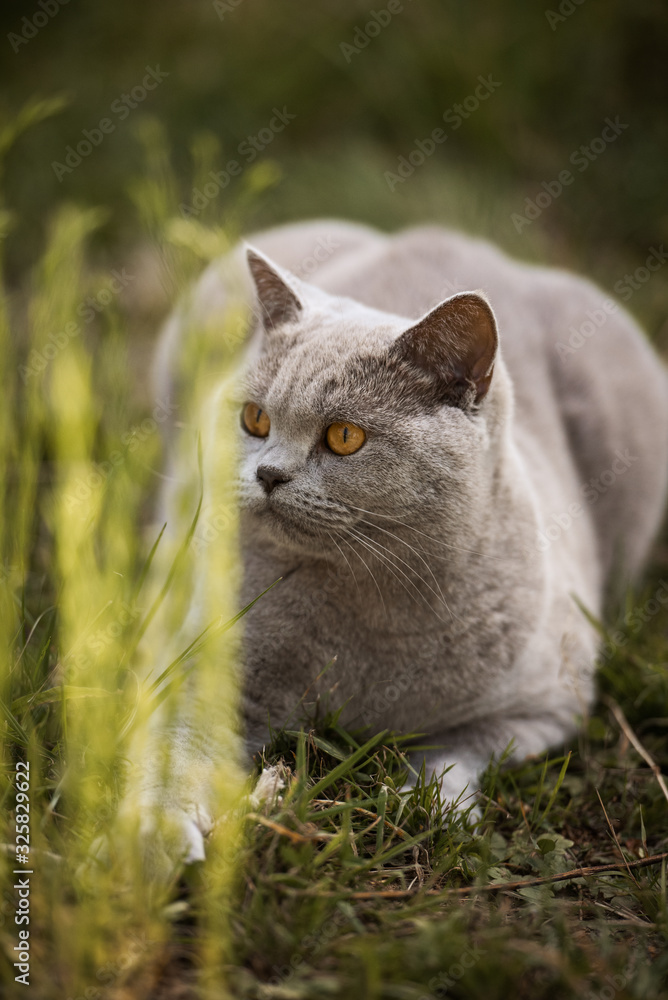 graue Katze liegt im Garten und schaut gespannt um die Ecke // Hochformat