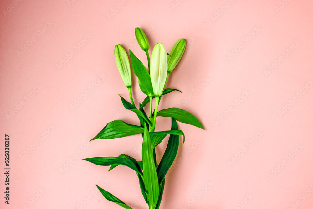 . Unblown buds of a lily on a pink background. Floral background, minimalism, top view. . Unblown buds of a lily on a pink background. Floral background, minimalism, top view.