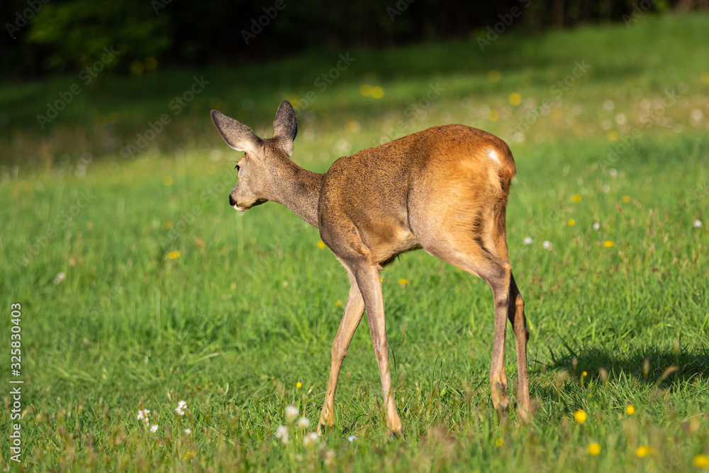 Roe deer in forest, Capreolus capreolus. Wild roe deer in nature. Roe deer in forest, Capreolus capreolus. Wild roe deer in nature.