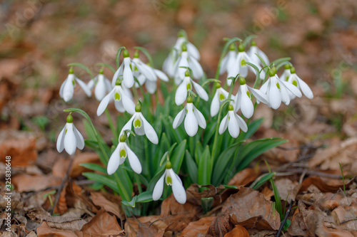 snowdrops in the forest grow out from the dry brown leaves at the end of winter