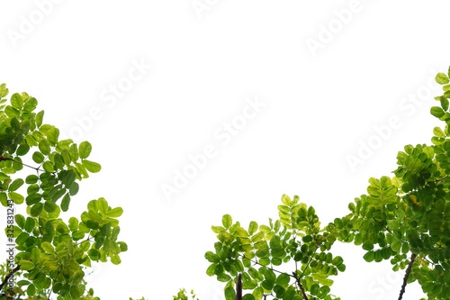 Tropical tree with leaves branches on white isolated background for green foliage backdrop 