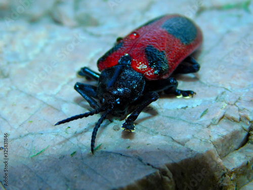 This is an insect found in the palm tree, its scientific name is:  Coraliomela quadrimaculata. photo