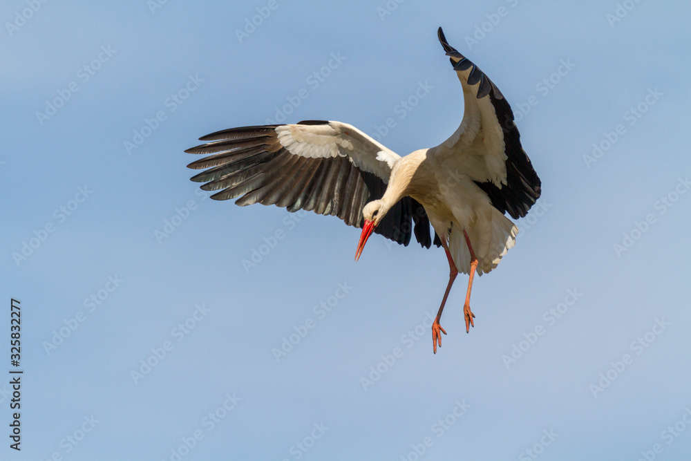Fototapeta premium Weissstorch im Anflug
