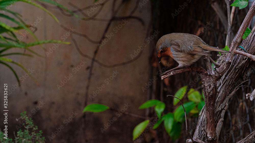 Obraz premium petirrojo